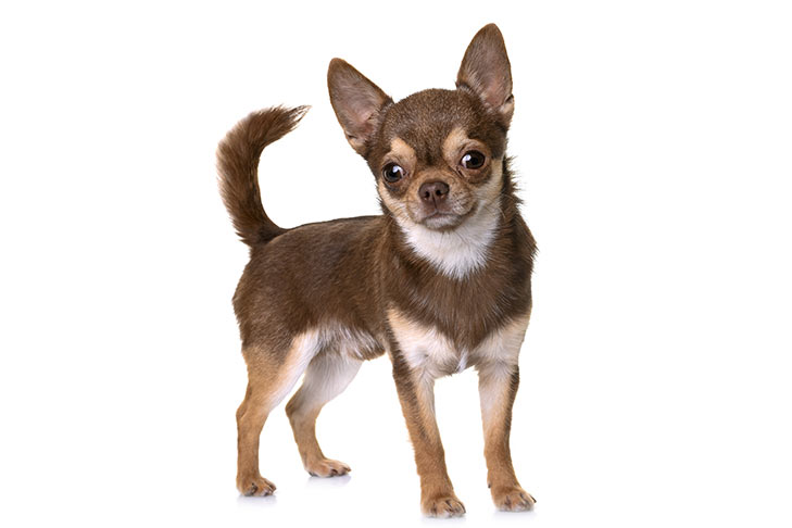 تصویر چی واوا (Chihuahua)